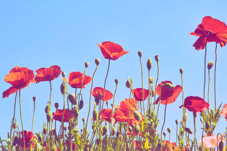 Scarlet red poppies and peaceful blue sky.の写真素材