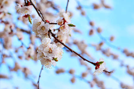 Lovely spring flowers of fruit trees. a tree grown for its edible fruit