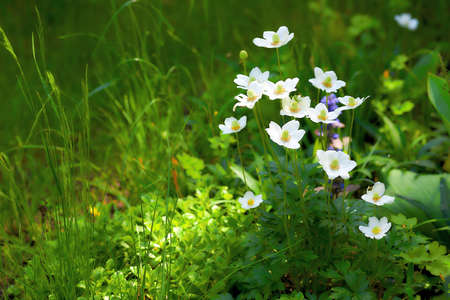 White wild flowers bathing in a sunbeam close-up and greenery