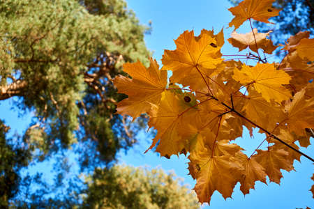 Autumn bright maple leaves in sunny day and green pine