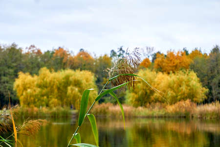 Alone branch of reeds over an autumn lake and bright yellow orange green treesの写真素材