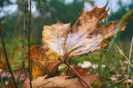 Lonely autumn maple leaf close up on the green grassの写真素材