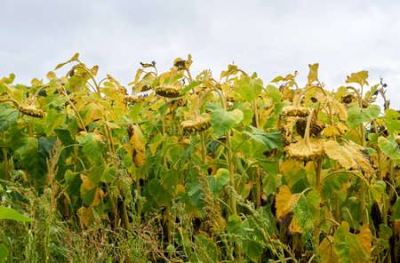 A ripe sunflower field. a raw material for the production of healthy oil.の写真素材
