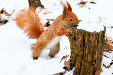 Brown red ginger squirrel on brown snow tree trunk