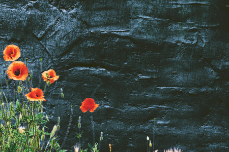 Red tender scarlet poppies on a black gray backgroundの写真素材
