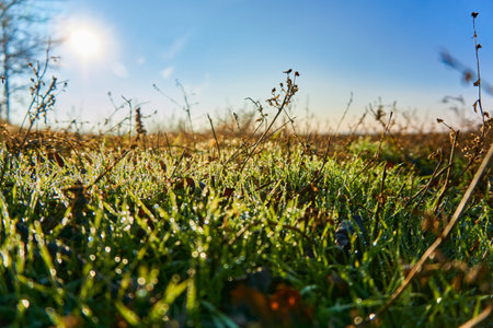 Morning dew on green grass shining in the sun.