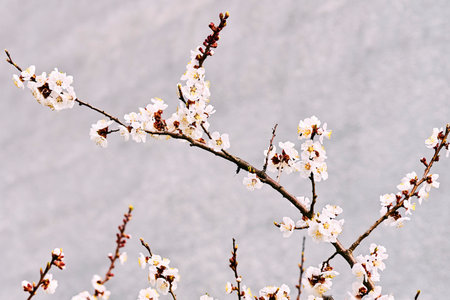 Delicate branch of a fruit flowering tree on a gray backgroundの写真素材