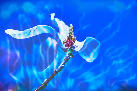 Delicate white flower in the blue glow of the sea and moonlightの写真素材