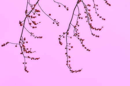 Delicate branch of a fruit flowering tree on a pink backgroundの写真素材