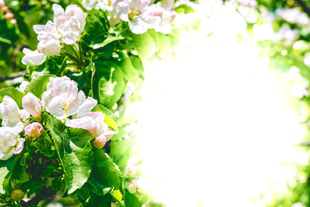 White space for text in green spring surrounded by pink white fruit tree flowersの写真素材