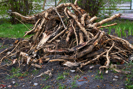 A pile of garbage roots, remains of trees after spring cleaning on garden plotの写真素材