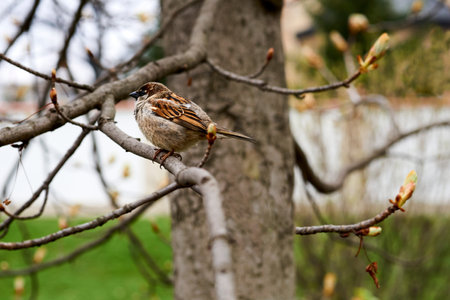 Cute sparrow sitting on a spring branch with blossoming budsの写真素材