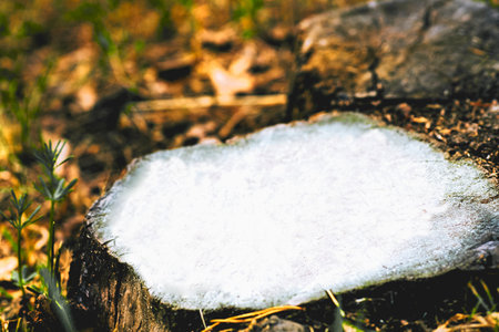 Old cracked wooden stump with white place for text on a forest sunny glade