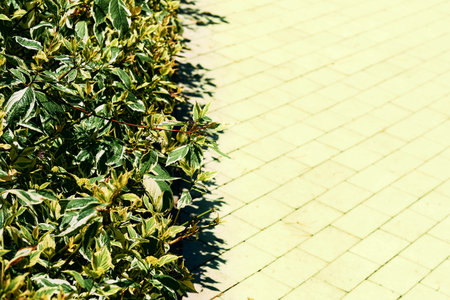 Green lush bushes and space for text on a light olive brick pavement