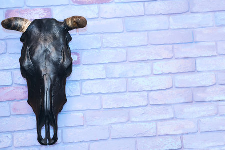 Black stuffed bull head with horns on a blue pink brick wallの写真素材