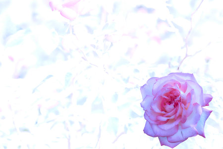 Pink lilac shining tender rose bud isolated on white icy winterの写真素材