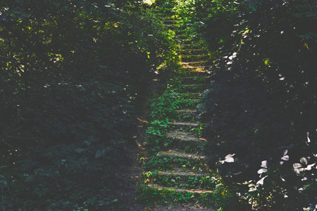 Old ancient stone staircase in the dark shade of a thicket of green bushesの写真素材