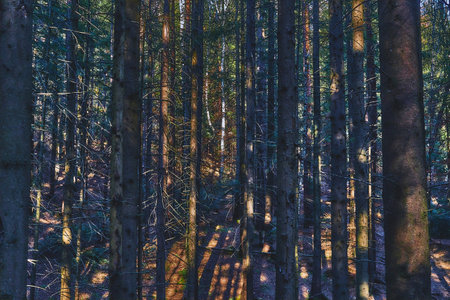 Forest shadow dark wood thicket on a warm bright day
