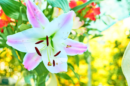 Wonderful blooming white pink lilies in light gardenの写真素材