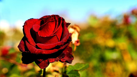 Delicate red rose, sky and green summer gardenの写真素材