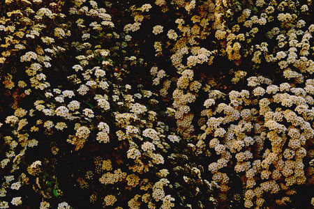 Delicate white gold evening summer spring flowers carpetの写真素材