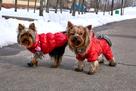 Two dogs Yorkshire Terriers in red overalls walking along a winter pathの写真素材