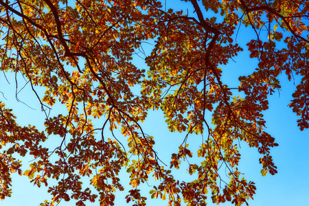 Red gold yellow autumn oak leaf on a warm sunny dayの写真素材