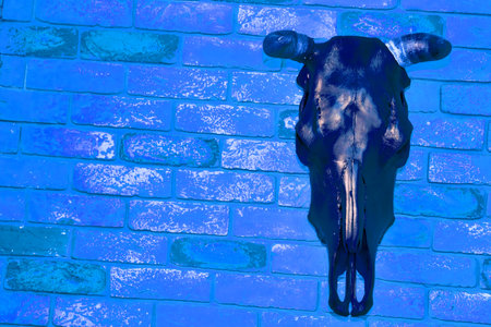 Black stuffed bull head with horns on a blue brick wallの写真素材