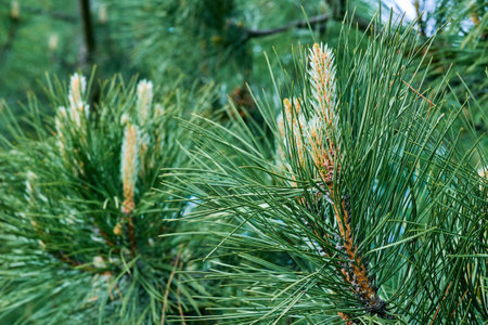 Blooming young pine tree with delicate buds of cones