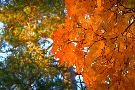 Autumn bright orange maple leaves close up in sunny day and blue sky