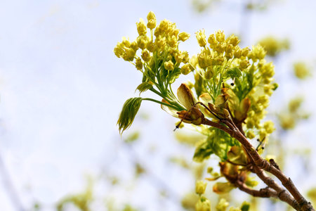 Spring young macro photo of a tender blossoming tree sproutの写真素材