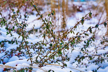 Green viable decorative bushes with red berries covered with snowの写真素材