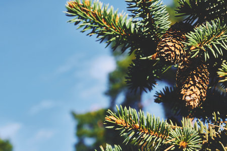 Wonderful fresh green pine branch with cones, clear blue sky