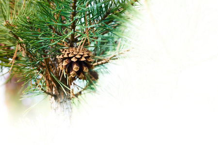Fresh green pine branch with cones on white