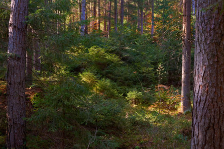Fabulous green forest thicket with firs and lush grass