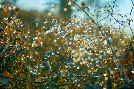 Morning dew on green grass shining in the sunの写真素材