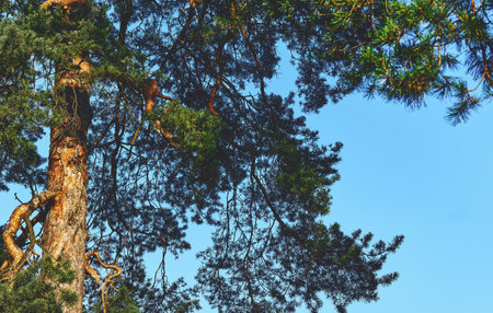 an evergreen coniferous tree that has clusters of long needle shaped leavesの写真素材