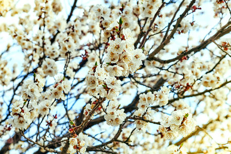 Beautiful white delicate spring flowers against the blue sky.の写真素材