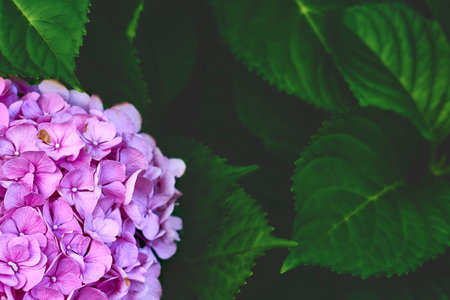Pink bright Macrilla hydrangea,space for text on dark saturated greenery