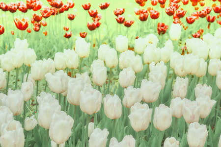 Blure delicate carpet picture of white tulips in the park, plantationの写真素材
