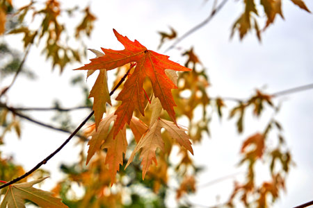 Autumn red gold branches with bright yellow orange leaves.