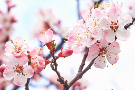 Beautiful pink delicate tender spring flowers against the blue sky.