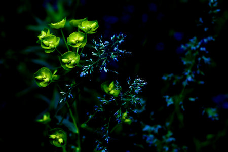 Dark blue vegetation background with leaves and green flowers