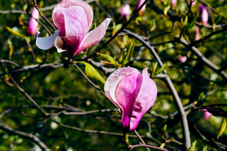 Delicate spring magnolia bushes with cute pink flowers in a forest parkの写真素材