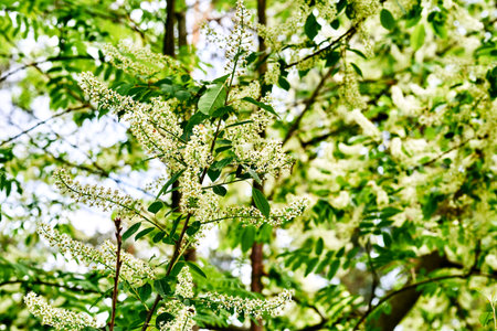 Young green tree branches with smelling white flowers