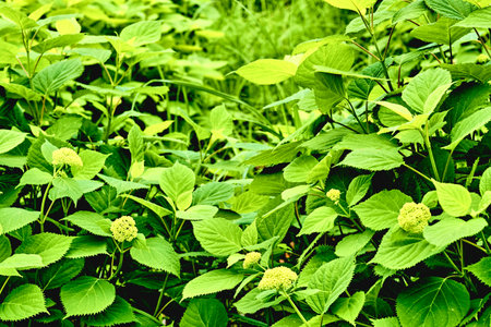green vegetation background with leaves and yellow flowers