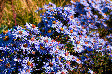 Delicate bush of autumn purple lilac blue asters