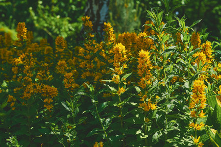 Tickets of wonderful yellow loosestrife flowers in the city park garden
