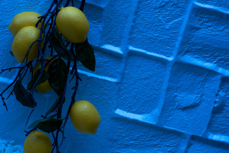 Lemon branch with fruits in moonlit night lightの写真素材