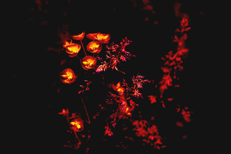 Glowing shining red flowers in dark,mystic background